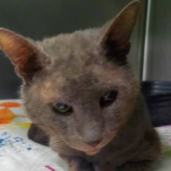 Pringle -  Domestic Medium Hair Cat for Adoption in Lake Jackson, Texas - Pringle | PetCurious