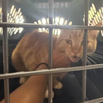 Nugget -  Domestic Short Hair Cat for Adoption in Taos, New Mexico - Nugget | PetCurious
