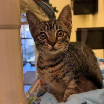Kitkat -  Domestic Short Hair Cat for Adoption - Kitkat | PetCurious