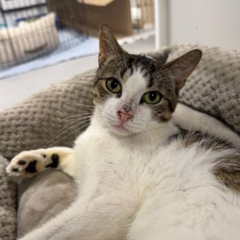 Chopin -  Domestic Short Hair Cat for Adoption in Hampton Bays, New York - Chopin | PetCurious
