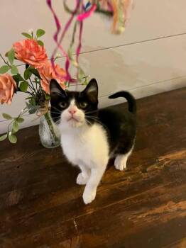 Rescue Domestic Short Hair Cats for Adoption in Bonsall, California - Asteroid 4863 | PetCurious