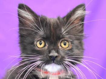 Stellar -  Domestic Long Hair Cat for Adoption in Portland, Oregon - Stellar | PetCurious