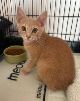 Ben -  Domestic Short Hair Cat for Adoption in Breinigsville, Pennsylvania - Ben | PetCurious