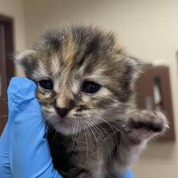 Simi -  Domestic Short Hair Cat for Adoption in San Antonio, Texas - Simi | PetCurious
