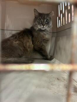 Domestic Long Hair Cats Available for Adoption in Palmetto, Florida - FYNN | PetCurious