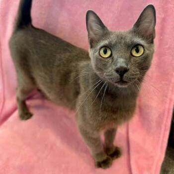 Chinchilla -  Domestic Short Hair Cat for Adoption in Los Angeles, California - Chinchilla | PetCurious