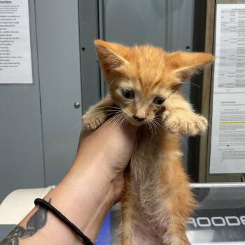 John -  Domestic Short Hair Cat for Adoption in Saint Joseph, Missouri - John | PetCurious