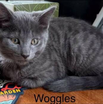 Woggles -  Domestic Short Hair Cat for Adoption in Topsham, Maine - Woggles | PetCurious