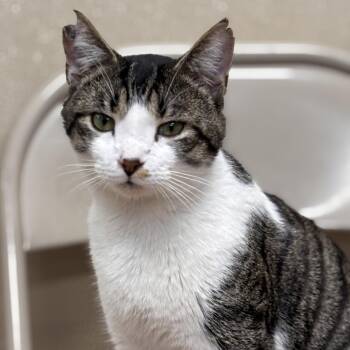 Domestic Short Hair and Tiger Cats Available for Adoption - MewToo | PetCurious