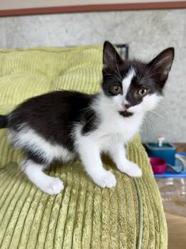 Tajin -  Domestic Short Hair Cat for Adoption in New Berlin, Wisconsin - Tajin | PetCurious