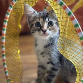 Rosie Faye -  Domestic Short Hair Cat for Adoption in Tustin, California - Rosie Faye | PetCurious