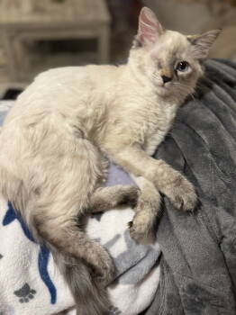 Rescue Siamese and Domestic Medium Hair Cats for Adoption in Hammond, Louisiana - Kristy | PetCurious