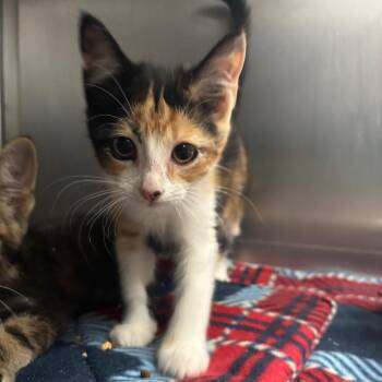 Domestic Short Hair Cats Available for Adoption in Lakeland, Florida - Hera | PetCurious