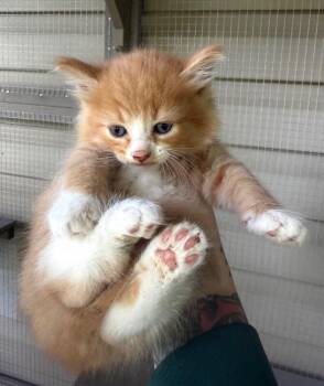 Org Male -  Domestic Medium Hair Cat for Adoption in Burgaw, North Carolina - Org Male | PetCurious
