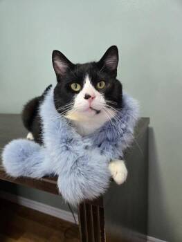 Rosaire -  Domestic Short Hair Cat for Adoption in Sainte-martine, Quebec - Rosaire | PetCurious