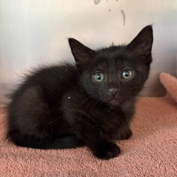 Domestic Short Hair Cats Available for Adoption in Council Bluffs, Iowa - Claudia | PetCurious