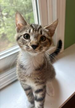 Mepkin -  Domestic Short Hair Cat for Adoption in Jackson, Georgia - Mepkin | PetCurious