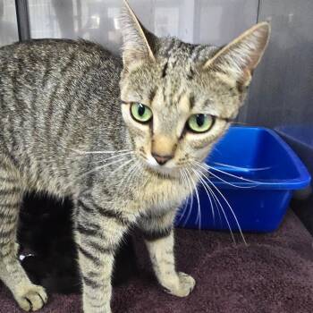Miata -  Domestic Short Hair Cat for Adoption in Marble, North Carolina - Miata | PetCurious