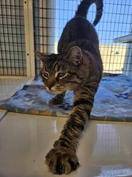 Rescue Domestic Short Hair Cats for Adoption in Mount Pleasant, Iowa - Caesar | PetCurious