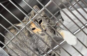 TAMMY -  Domestic Short Hair Cat for Adoption in Decatur, Illinois - TAMMY | PetCurious