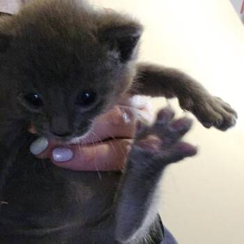 Domestic Short Hair Cats Available for Adoption in Sioux Falls, South Dakota - Niro | PetCurious