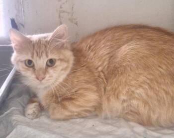 Domestic Medium Hair Cats Available for Adoption in Chappell, Nebraska - Pebbles | PetCurious