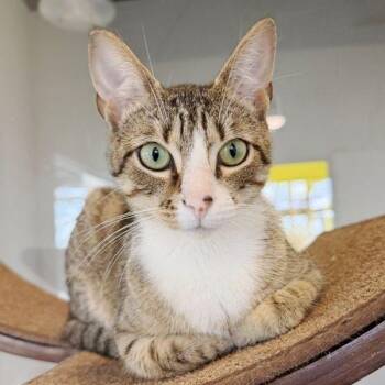 Freya -  Domestic Short Hair Cat for Adoption in Concord, New Hampshire - Freya | PetCurious
