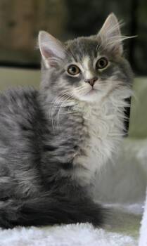 Tumble -  Domestic Long Hair Cat for Adoption in Beaverton, Oregon - Tumble | PetCurious