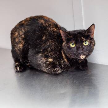 Domestic Short Hair Cats Available for Adoption in Hattiesburg, Mississippi - Annie | PetCurious