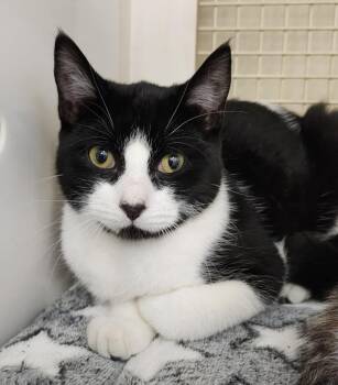 Domestic Short Hair Cats Available for Adoption - Victor Vernor SF 0825 (bonded With Caddy Cat) | PetCurious