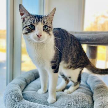 Rescue Domestic Short Hair Cats for Adoption in Lebanon, Missouri - Lover Boy | PetCurious