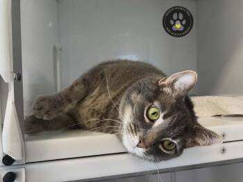 Rocky -  Domestic Short Hair Cat for Adoption in Delson, Quebec - Rocky | PetCurious