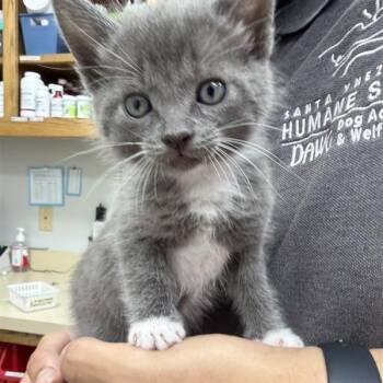 KitKat -  Domestic Short Hair Cat for Adoption in Buellton, California - KitKat | PetCurious