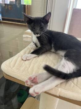 Domestic Short Hair and Tuxedo Cats Available for Adoption in Phoenix, Arizona - Trigger | PetCurious