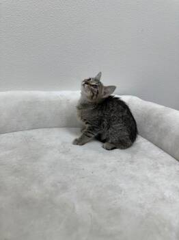 Beebo -  Tabby Cat for Adoption in Newberg, Oregon - Beebo | PetCurious
