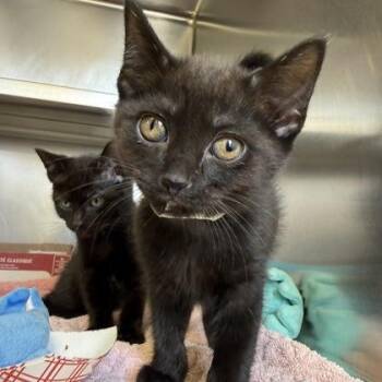 Annandale -  Domestic Short Hair Cat for Adoption in Richmond, Virginia - Annandale | PetCurious