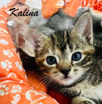 Rescue Tabby and Domestic Short Hair Cats for Adoption in Buford, Georgia - Kalina | PetCurious