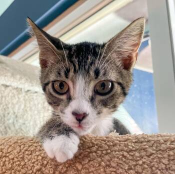 Huey -  Domestic Short Hair and Tabby Cat for Adoption in Pompano Beach, Florida - Huey | PetCurious