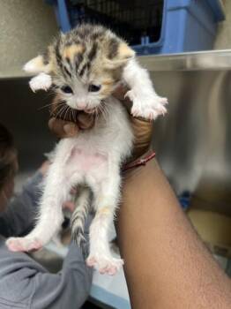 Mashed Potato -  Domestic Short Hair Cat for Adoption in Memphis, Tennessee - Mashed Potato | PetCurious