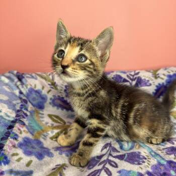 Domestic Short Hair Cats Available for Adoption in San Antonio, Texas - Tupelo | PetCurious