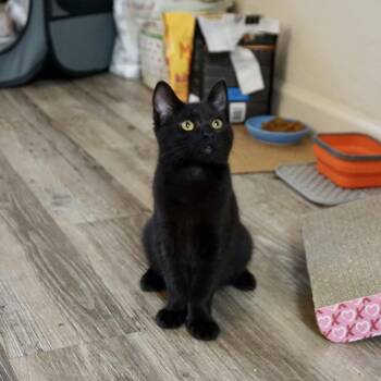 Rescue Domestic Short Hair Cats for Adoption in Davis, California - Marigold | PetCurious