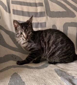 Kai -  Domestic Short Hair Cat for Adoption in San Antonio, Texas - Kai | PetCurious