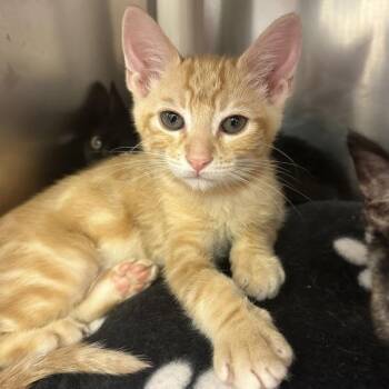 Tom Anderson -  Domestic Short Hair Cat for Adoption in Walnut Creek, California - Tom Anderson | PetCurious