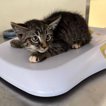 Sven -  Domestic Short Hair Cat for Adoption in Galax, Virginia - Sven | PetCurious