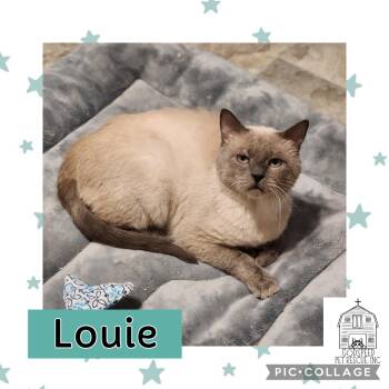 Siamese Cats Available for Adoption in Ashland, Illinois - Louie  | PetCurious