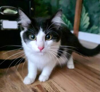 Jack Daniels -  Domestic Short Hair Cat for Adoption in The Dalles, Oregon - Jack Daniels | PetCurious