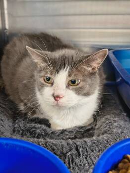 Domestic Short Hair Cats Available for Adoption in Maryville, Tennessee - Mau Mau | PetCurious