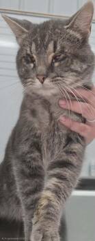 Stevie -  Domestic Short Hair Cat for Adoption in Hillsdale, Indiana - Stevie | PetCurious