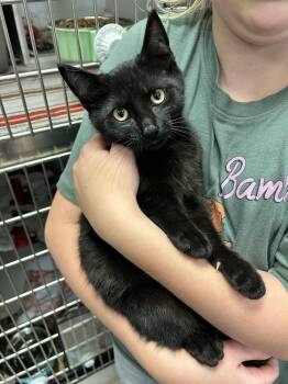Pedro -  Domestic Short Hair Cat for Adoption in Walled Lake, Michigan - Pedro | PetCurious