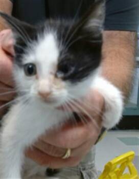 A475839 -  Domestic Short Hair Cat for Adoption in Oklahoma City, Oklahoma - A475839 | PetCurious